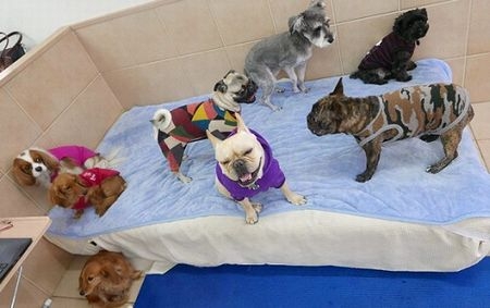 犬の保育園、そして整体